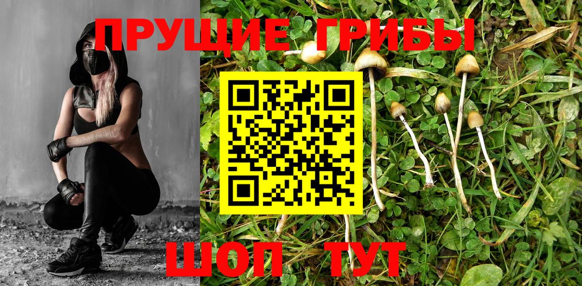 цена   Галлюциногенные грибы Psilocybe  Вход с VPN  Подольск  Псилоцибиновые грибы Psilocybe 