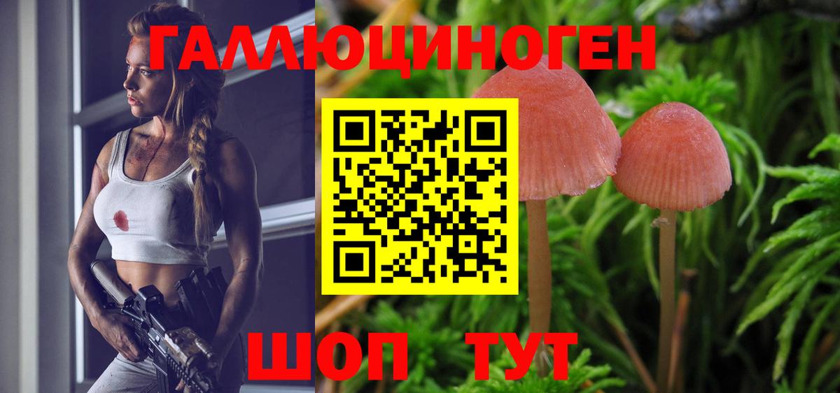 Галлюциногенные грибы Psilocybe Подольск